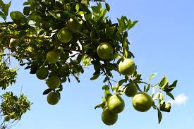 Laranja Lima Verde